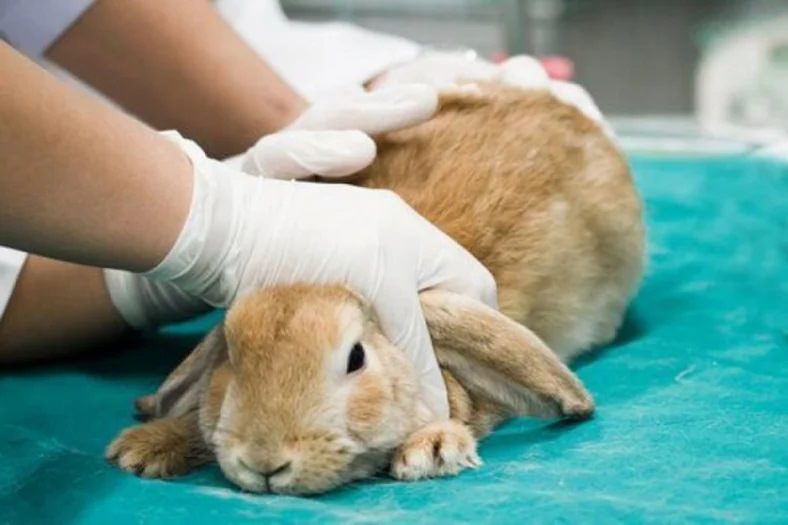 ABD'de Binlerce Tavşan Ani Bir Hastalık Nedeniyle Öldü